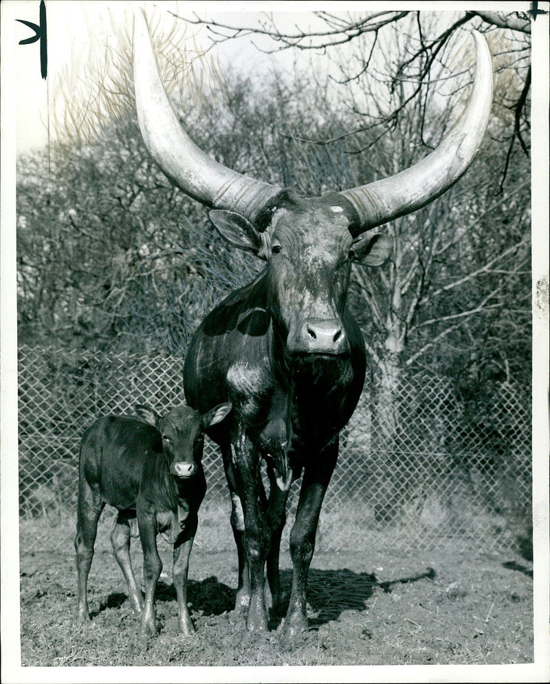 Animal: Ankoli. - Vintage Photograph