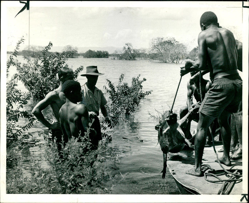 Animal rescue operations at kariba. - Vintage Photograph