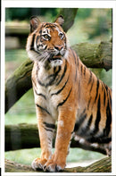 Mira the sumatran tiger. - Vintage Photograph