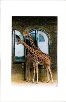 Giraffe house London Zoo. - Vintage Photograph