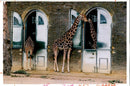Giraffes By the giraffe house. - Vintage Photograph