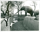 Elephant lahkshi stands onthe new mini wall. - Vintage Photograph