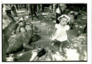 Todding to the animals at london. - Vintage Photograph
