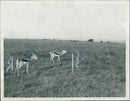 Animal Springbok - Vintage Photograph