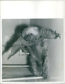 Animal Sloth. - Vintage Photograph