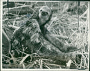Animal Sloth. - Vintage Photograph