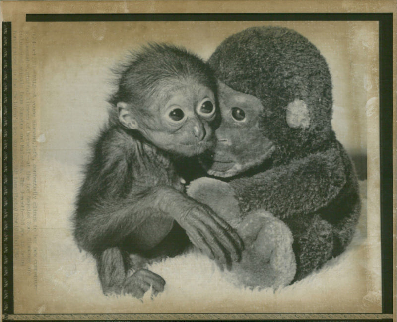 Siamang animal. - Vintage Photograph