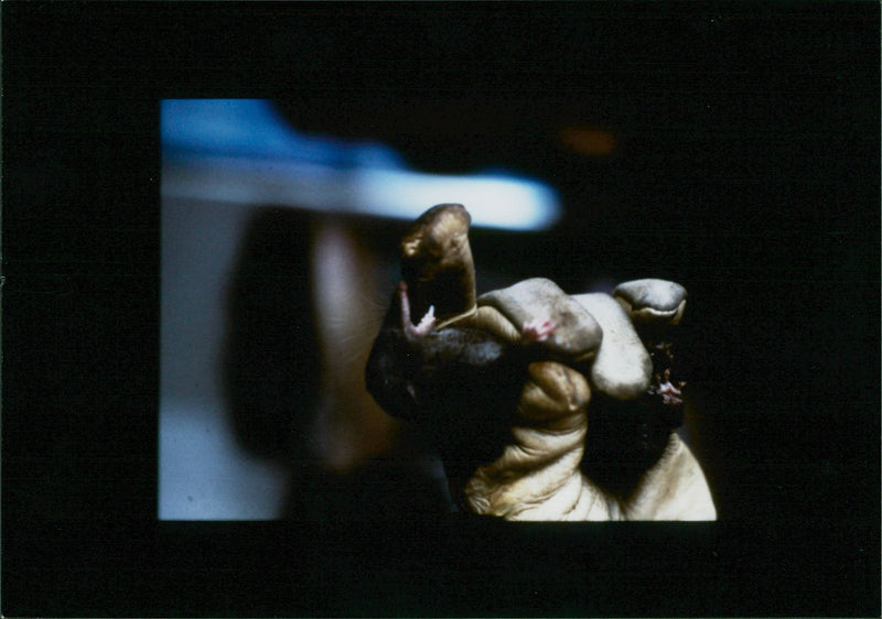 Animal Shrew. - Vintage Photograph