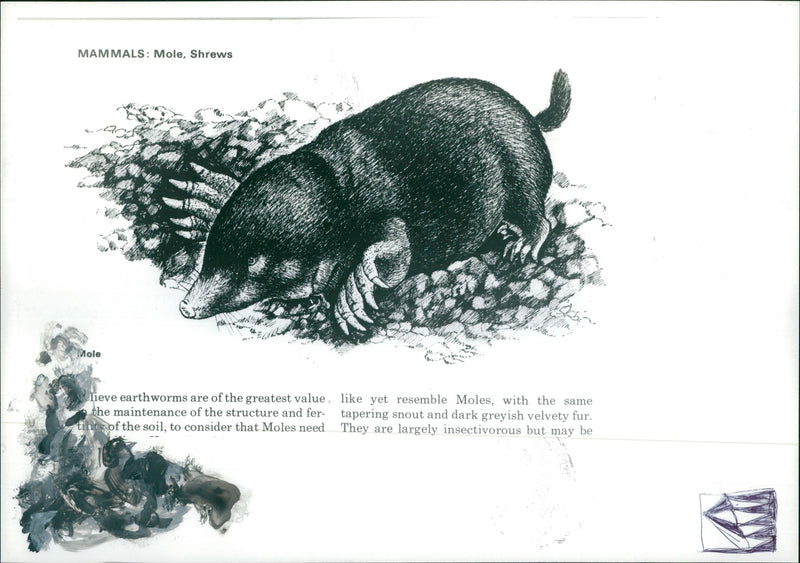 Animal Mammals Mole Shrews. - Vintage Photograph