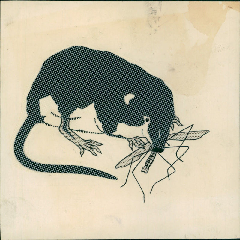 Animal Shrew. - Vintage Photograph