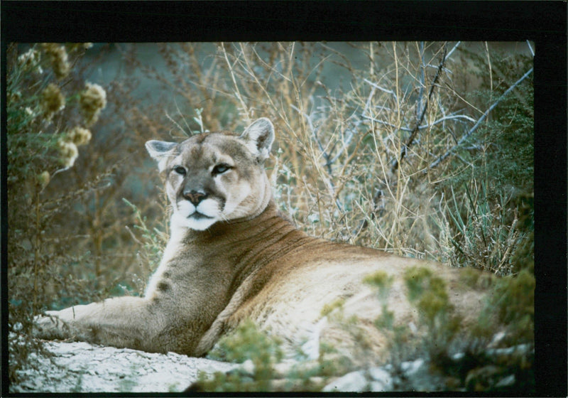 Animal Puma. - Vintage Photograph