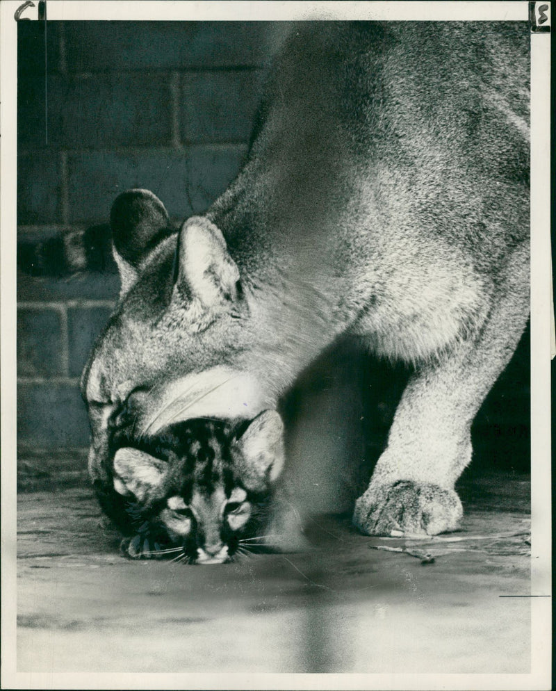 Animal Puma at london zoo. - Vintage Photograph