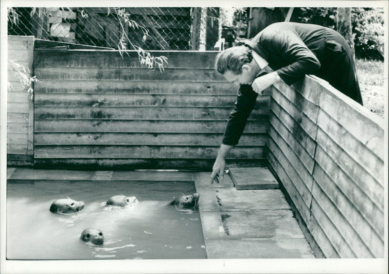 Animal, Seal. - Vintage Photograph