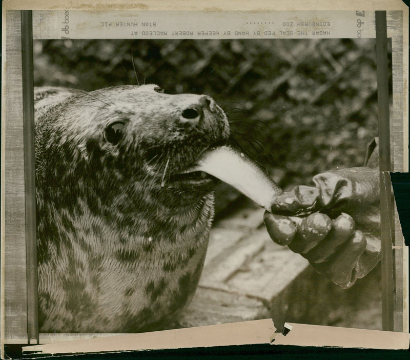 Animal, Seal. - Vintage Photograph