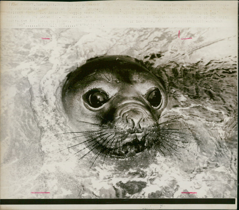 Animal, Seal. - Vintage Photograph