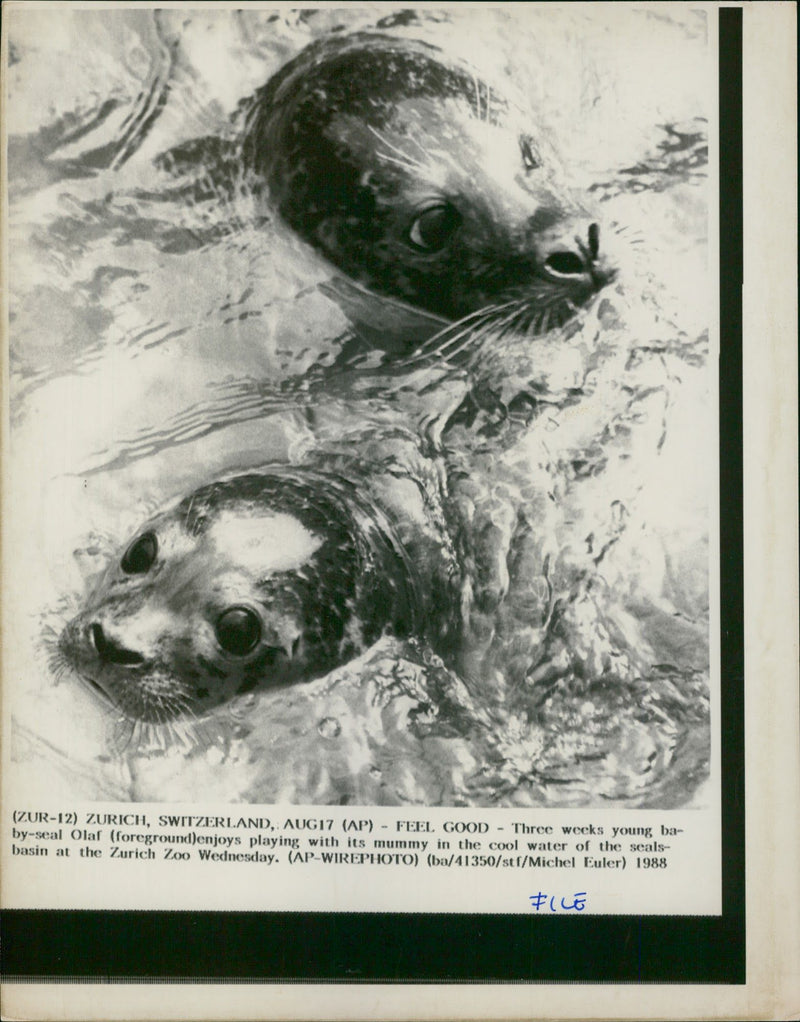 Animal, Seal. - Vintage Photograph