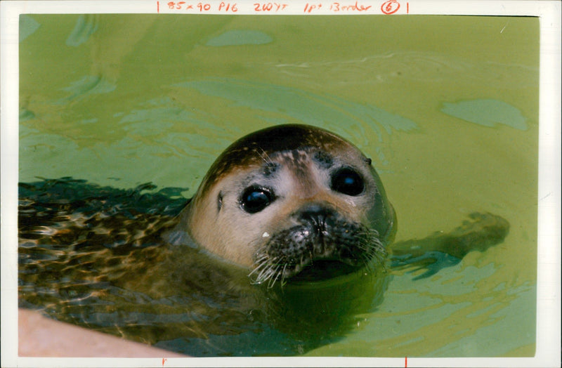 Animal, Seal. - Vintage Photograph