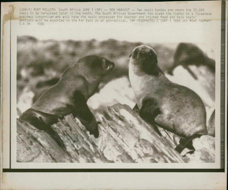 Animal, Seal. - Vintage Photograph