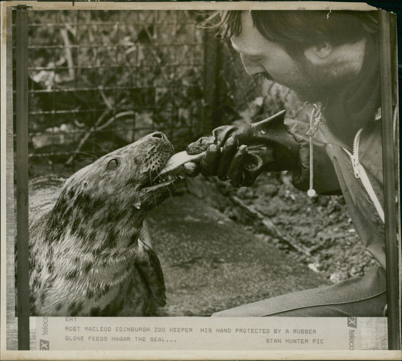 Animal, Seal. - Vintage Photograph