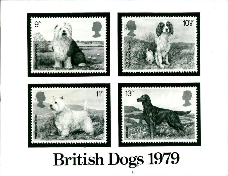 British dogs stamp. - Vintage Photograph
