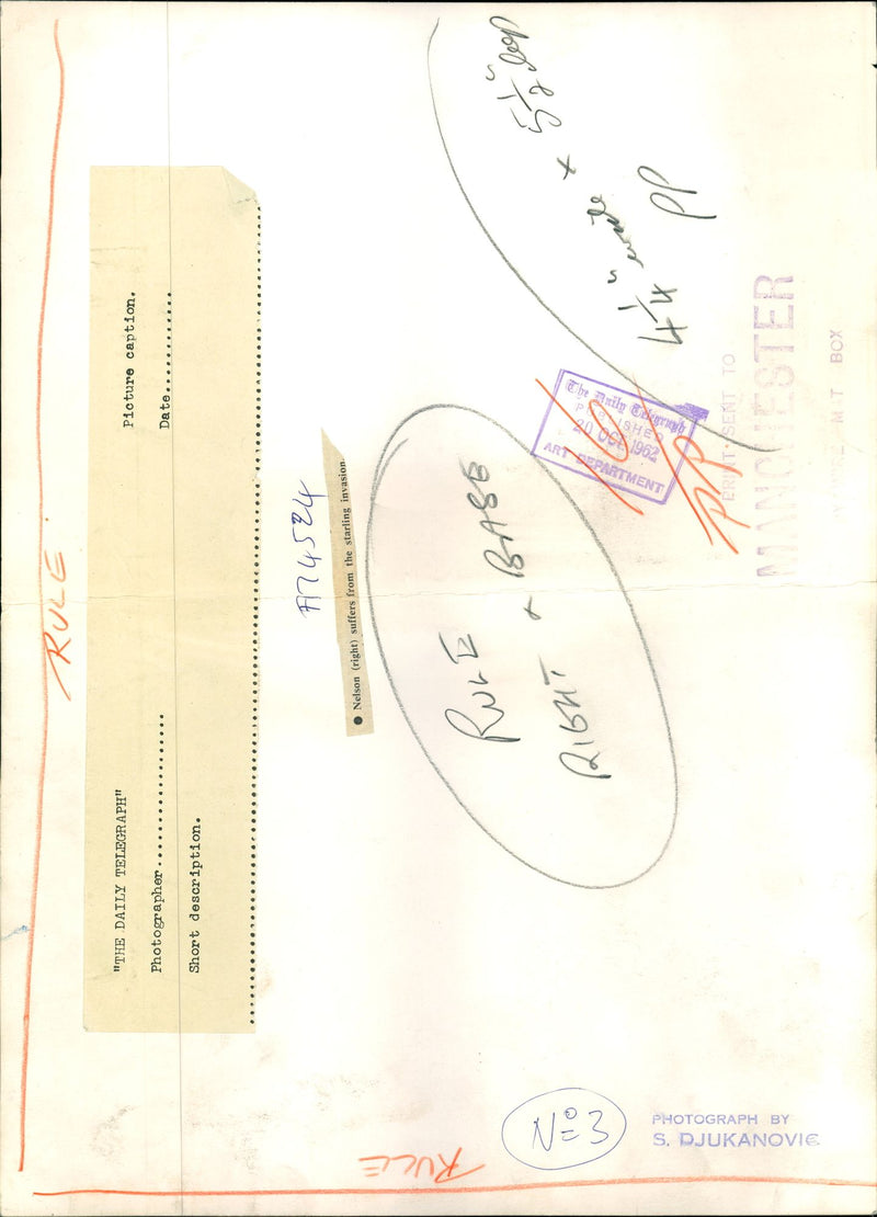 Starling Bird. - Vintage Photograph