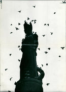 Starling Bird. - Vintage Photograph