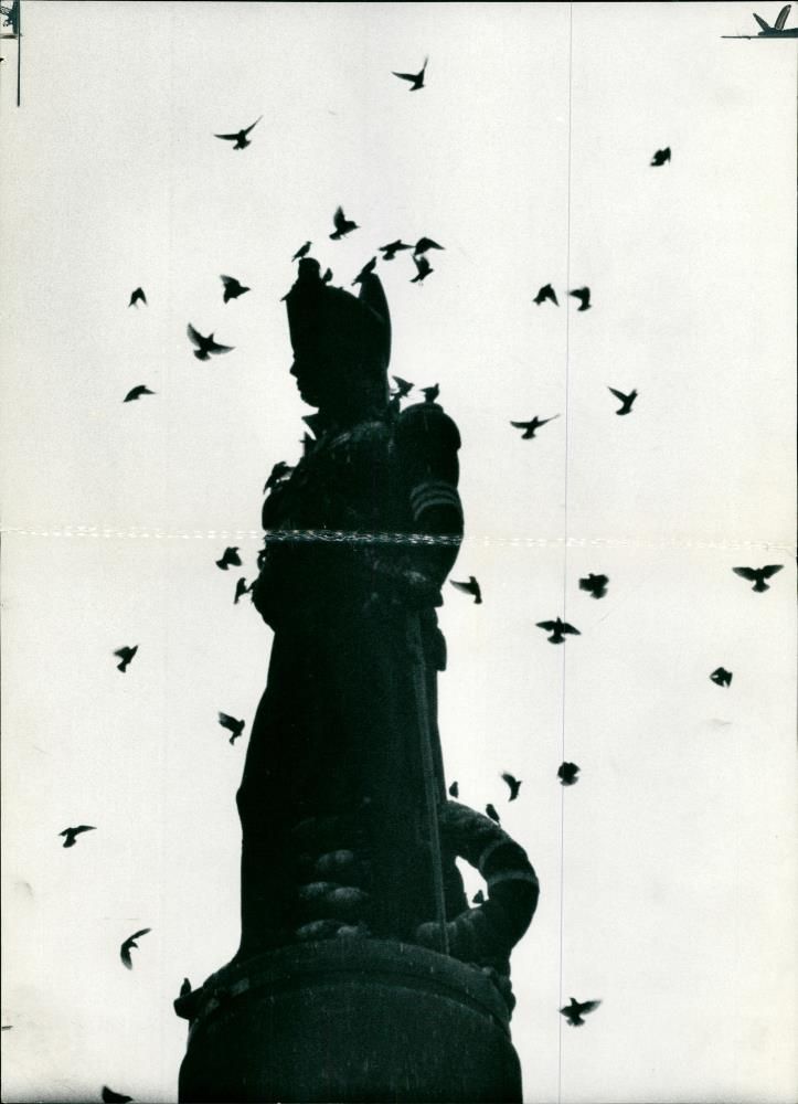 Starling Bird. - Vintage Photograph