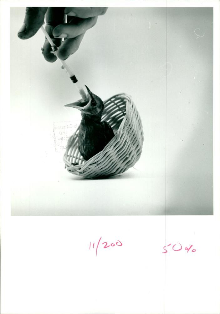 Baby Starling fed by syringe. - Vintage Photograph