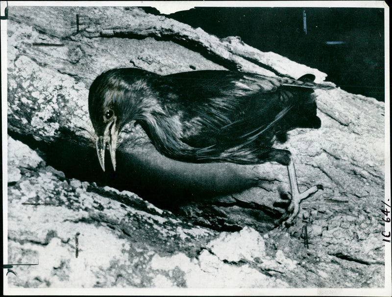 Starling Bird. - Vintage Photograph