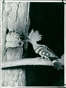 The Hoopoe Bird - Vintage Photograph