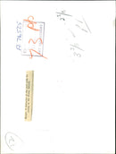 Bird Kittiwakes - Vintage Photograph