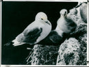 Bird Kittiwakes - Vintage Photograph