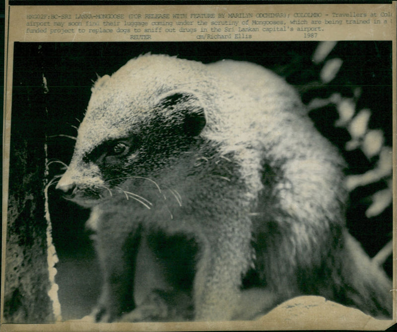 Animals Mongoose. - Vintage Photograph