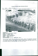 Bosnian army troops walk up a hill near Visoko. - Vintage Photograph