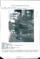 Halid Seta with his dogs. - Vintage Photograph