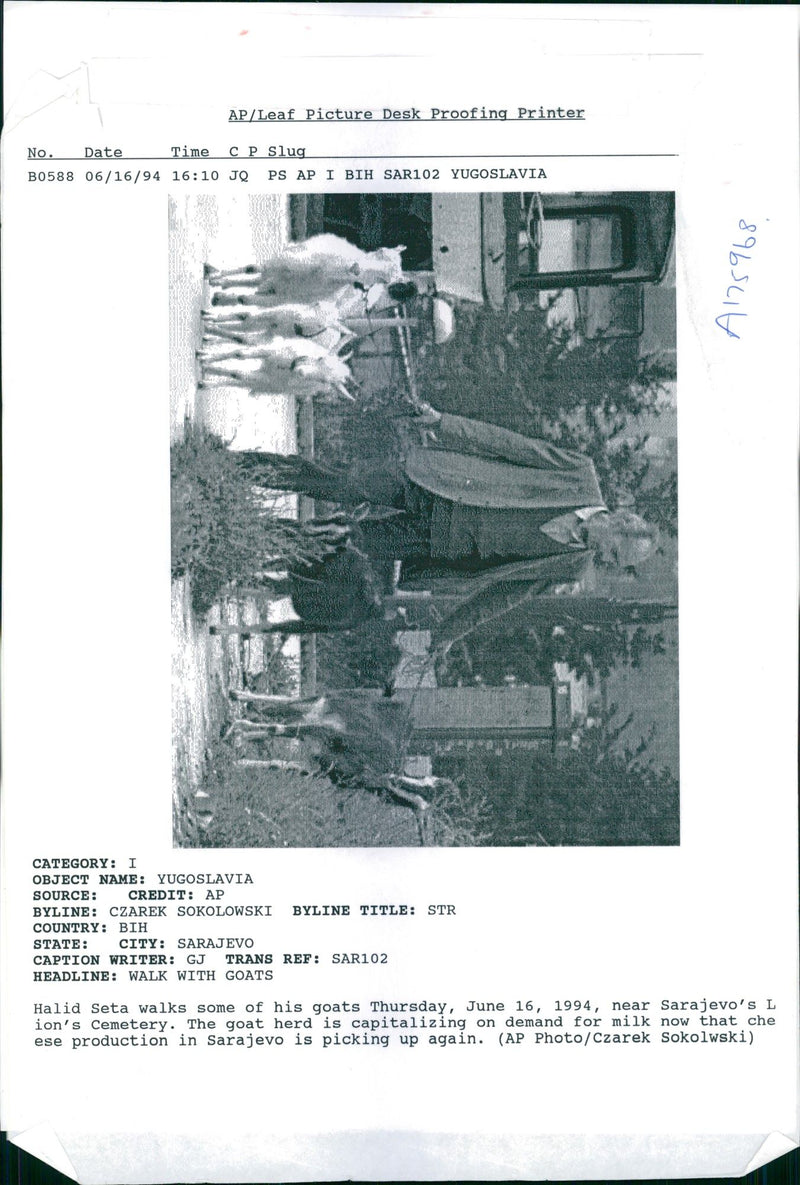 Halid Seta with his dogs. - Vintage Photograph