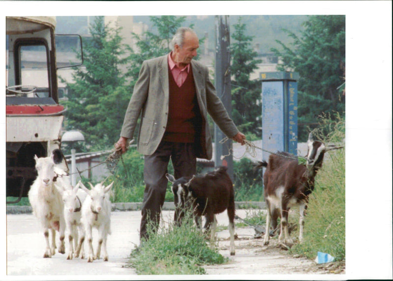 Halid Seta with his dogs. - Vintage Photograph
