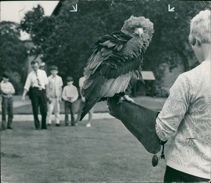 The Bateleur Eagle. - Vintage Photograph