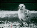 An Eagle Chick. - Vintage Photograph