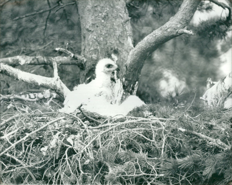 Bird Eagle. - Vintage Photograph