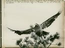 Bird Eagle. - Vintage Photograph