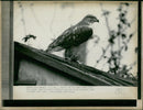 Jessie the fly away Eagle. - Vintage Photograph
