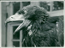 A close up of graham dangerfield eagle. - Vintage Photograph