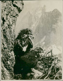Young Eagles. - Vintage Photograph