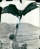 Atalanta spreads her 8ft wingspan. - Vintage Photograph