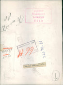 A White Tailed Sea Eagle. - Vintage Photograph