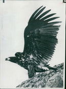 A White Tailed Sea Eagle. - Vintage Photograph