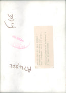 White Tailed Sea Eagle. - Vintage Photograph