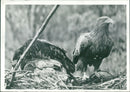 White Tailed Sea Eagle. - Vintage Photograph