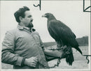 A Golden Eagle. - Vintage Photograph